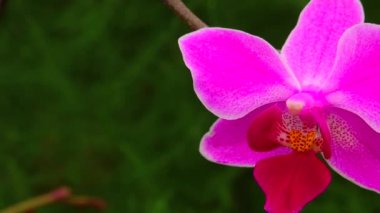 Phalaenopsis orkidesi bir serada çiçek açıyor. Motorlu bebek kaydırma görüntüsü.
