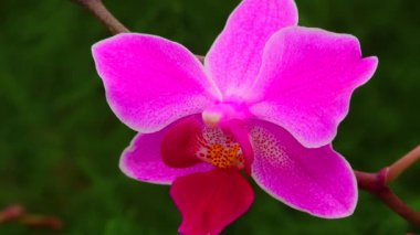 Phalaenopsis orkidesi bir serada çiçek açıyor. Motorlu bebek kaydırma görüntüsü.