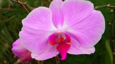 Phalaenopsis orkidesi bir serada çiçek açıyor. Motorlu bebek kaydırma görüntüsü.