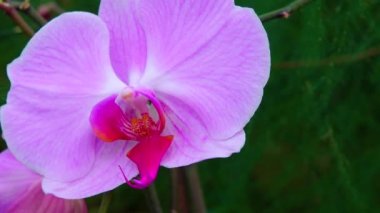 Serada çiçek açan bir orkide. Motorlu bebek kaydırma görüntüsü.