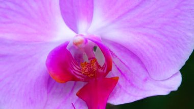 Phalaenopsis orkidesi bir serada çiçek açıyor. Motorlu bebek kaydırma görüntüsü.