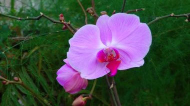 Phalaenopsis orkidesi bir serada çiçek açıyor. Motorlu bebek kaydırma görüntüsü.