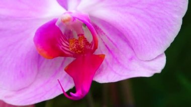 Phalaenopsis orkidesi bir serada çiçek açıyor. Motorlu bebek kaydırma görüntüsü.