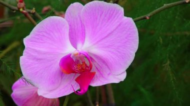 Phalaenopsis orkidesi bir serada çiçek açıyor. Motorlu bebek kaydırma görüntüsü.