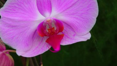Phalaenopsis orkidesi bir serada çiçek açıyor. Motorlu bebek kaydırma görüntüsü.