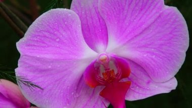 Phalaenopsis orkidesi bir serada çiçek açıyor. Motorlu bebek kaydırma görüntüsü.