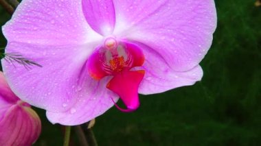 Phalaenopsis orkidesi bir serada çiçek açıyor. Motorlu bebek kaydırma görüntüsü.