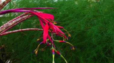 Bir serada, tropikal bir bitkinin (Billbergia saundersii) kızıl infloresanı. Motorlu bebek kaydırma görüntüsü.