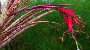 Bir serada, tropikal bir bitkinin (Billbergia saundersii) kızıl infloresanı. Motorlu bebek kaydırma görüntüsü.