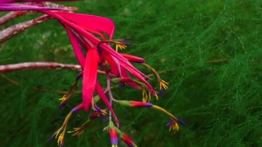 Bir serada, tropikal bir bitkinin (Billbergia saundersii) kızıl infloresanı. Motorlu bebek kaydırma görüntüsü.
