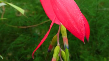 Bir serada, tropikal bir bitkinin (Billbergia saundersii) kızıl infloresanı. Motorlu bebek kaydırma görüntüsü.
