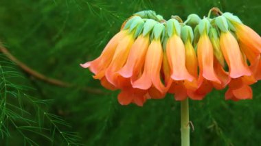 Yakın plan, sulu bitki Kalanchoe Tubiflora 'nın şişme hali. Motorlu bebek kaydırma görüntüsü.