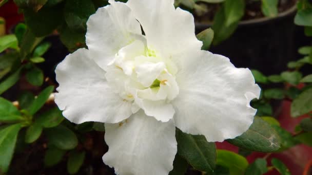 温室内の熱帯植物 ツツジ インディカ の白い花 電動ドリルスライダーショット — ストック動画