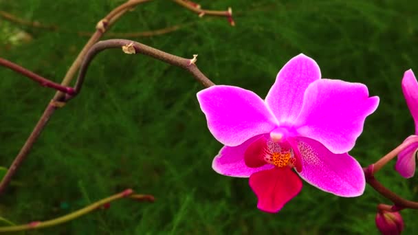 Phalaenopsis Orkidé Blommar Ett Växthus Motordriven Dolly Skjutreglaget — Stockvideo