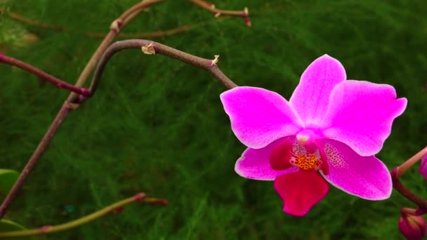 Phalaenopsis Orkidé Blommar Ett Växthus Motordriven Dolly Skjutreglaget — Stockvideo