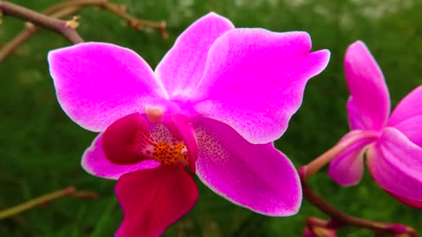 Phalaenopsis Orquídea Que Florece Invernadero Motorizado Dolly Slider Tiro — Vídeos de Stock