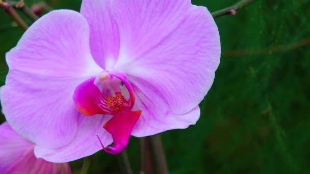 Orchidee Blüht Einem Gewächshaus Motorisierter Schieberegler Erschossen — Stockvideo