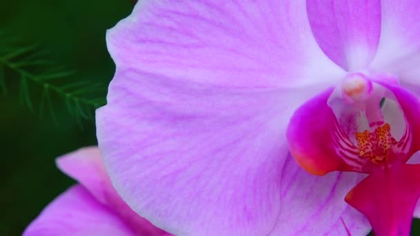 Phalaenopsis Orchidej Kvetoucí Skleníku Motorizovaný Jezdec Dolly Shot — Stock video