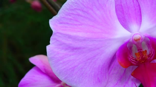 Orchidea Phalaenopsis Che Fiorisce Una Serra Motorizzato Dolly Cursore Colpo — Video Stock