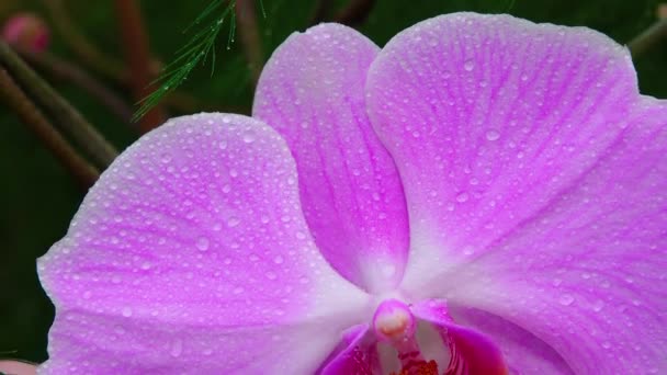 Orchidea Phalaenopsis Che Fiorisce Una Serra Motorizzato Dolly Cursore Colpo — Video Stock