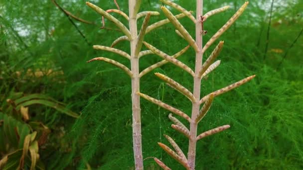 Zbliżenie Małe Rośliny Liściach Soczystych Roślin Kalanchoe Tubiflora Rozmnażanie Silnik — Wideo stockowe