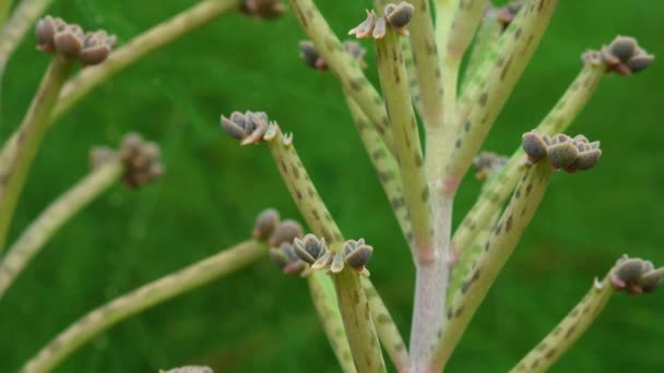 Close Kleine Planten Bladeren Van Sappige Plant Kalanchoë Tubiflora Voortplanting — Stockvideo