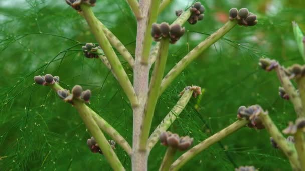 Close Kleine Planten Bladeren Van Sappige Plant Kalanchoë Tubiflora Voortplanting — Stockvideo