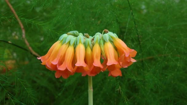 Κοντινό Πλάνο Ταξιανθία Του Χυμώδους Φυτού Kalanchoe Tubiflora Μηχανοκίνητη Λήψη — Αρχείο Βίντεο