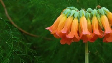 Yakın plan, sulu bitki Kalanchoe Tubiflora 'nın şişme hali. Motorlu bebek kaydırma görüntüsü.