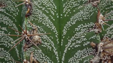 Yakın plan, kaktüsün sapı Astrophytum sp. Bitkinin yeşil arka planında beyaz noktalar. Motorlu bebek kaydırma görüntüsü