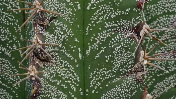 Close Stalk Cactus Astrophytum White Dots Green Background Plant Motorized — Stock Video