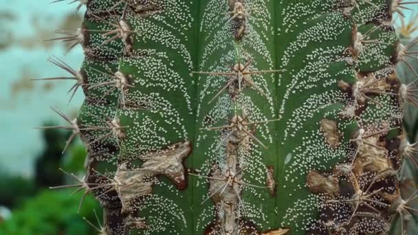 Close Talo Cacto Astrophytum Pontos Brancos Fundo Verde Planta Motorizado — Vídeo de Stock