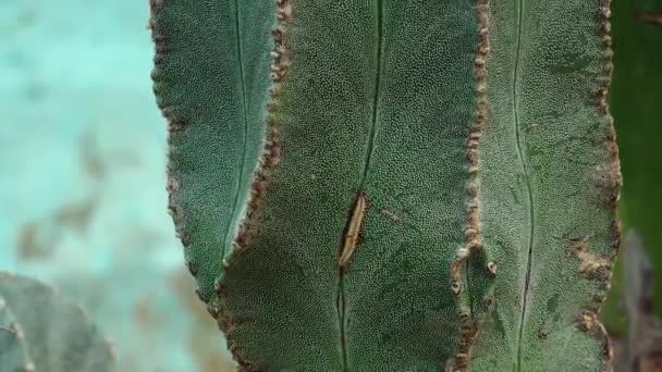 Közelkép Szár Kaktusz Astrophytum Fehér Pontok Zöld Háttér Növény Motorizált — Stock videók