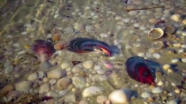 Kıyıda midye. Su dalgaları kumdaki deniz kabuklarını kaplar. Dalgalar kabuklara vuruyor