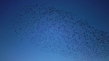 Geniş bir kuş sürüsü sığırcık sürüsü (Sturnus vulgaris) sığırcık sürüsü gibi birbirine yakın uçar..