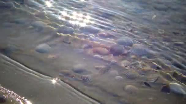 Muschel Ufer Wasserwellen Bedecken Muscheln Sand Die Wellen Plätschern Auf — Stockvideo