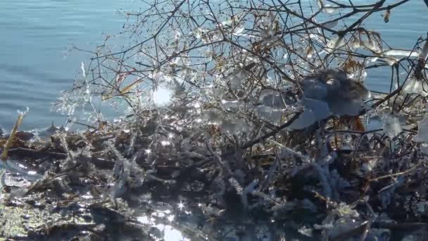 树枝上结冰的水溪流流过树木和枝条 结着冰柱 — 图库视频影像