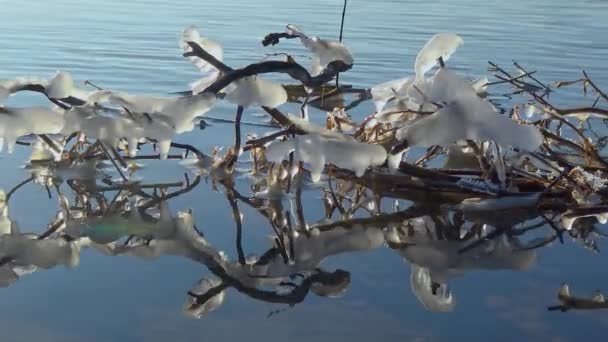 Gefrorenes Wasser Auf Ästen Bach Fließt Mit Eiszapfen Bäumen Und — Stockvideo