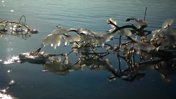 Bevroren Water Boomtakken Stroom Langs Bomen Takken Met Ijspegels — Stockvideo