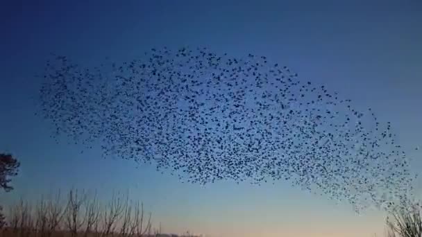 Grande Grupo Pequenos Pássaros Ommon Starling Sturnus Vulgaris Voando Juntos — Vídeo de Stock