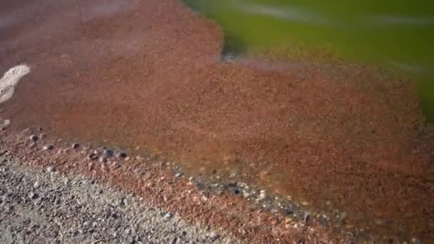 Döda Räkor Artemia Nära Stranden Sten Vågorna — Stockvideo