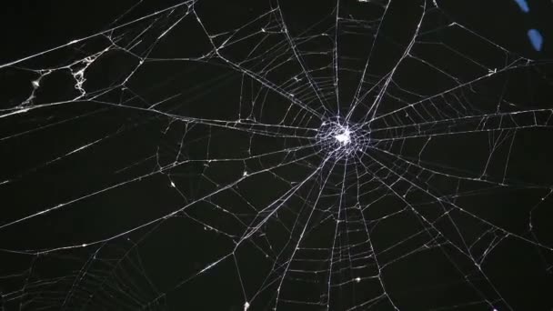 水面上横梁的蜘蛛网 — 图库视频影像