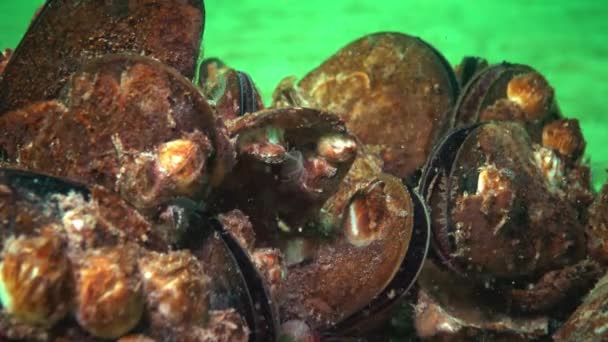 Маленький Ракоподібний Балус Живиться Планктоном Мідія Середземномор Mytilus Galloprovincialis Чорне — стокове відео