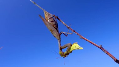 Yırtıcı peygamber devesi bir kelebek yiyor. Avrupa peygamber devesi (Mantis religiosa)). 