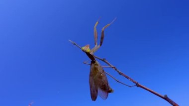 Yırtıcı peygamber devesi bir kelebek yiyor. Avrupa peygamber devesi (Mantis religiosa)). 