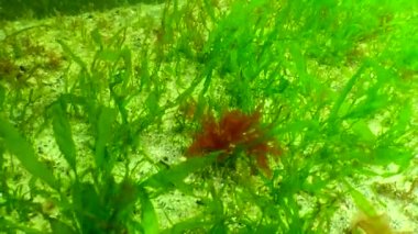 Karadeniz 'in yosunları. Deniz tabanındaki kayalıklarda yeşil ve kırmızı algler. Su altı manzarası. Karadeniz