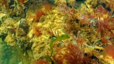 Kırmızı algler (Porphira leucosticta, Seramium sp., Enteromorpha sp.) Karadeniz 'deki kayalıklarda