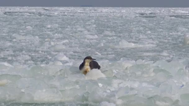 Lomo Garganta Negra Gavia Arctica Pájaro Congela Sobre Hielo Flotante — Vídeo de stock
