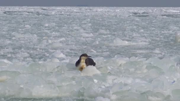 Черногорлая Гагара Gavia Arctica Птица Замерзает Плавучем Льду Замерзающем Черном — стоковое видео