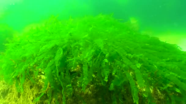 Водоросли Черного Моря Зеленые Водоросли Скалах Морском Дне Подводный Пейзаж — стоковое видео